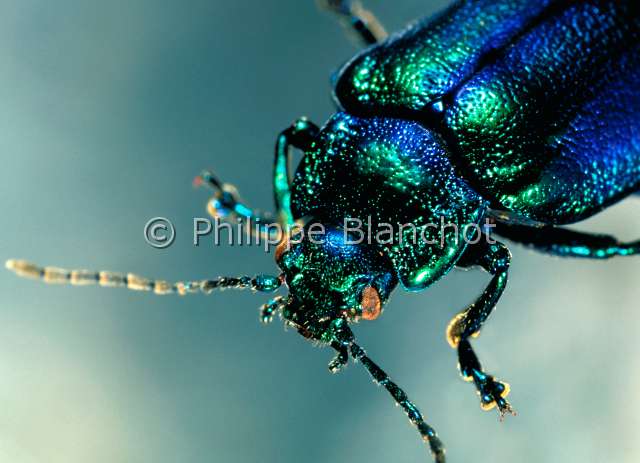 Oreina cacaliae.JPG - in "Portraits d'insectes" ed. SeuilOreina cacaliaeChrysomeleLeaf beetleColeopteraChrysomelidaeFrance